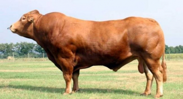 Jak chovat limuzínové plemeno krav a býků?